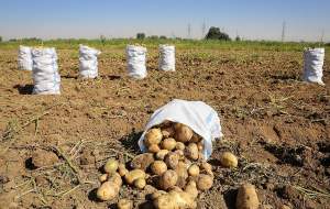 هزینه‌ تولید سیب زمینی دوبرابر قیمت فروش