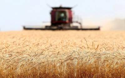 عقب افتادگی ۲ میلیون تنی میزان خرید با پیش بینی‌های اولیه