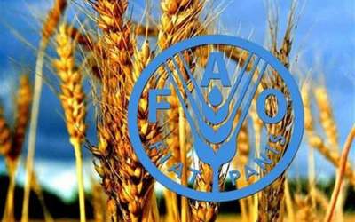رشد دو رقمی تولید گندم ایران در سال زراعی جاری