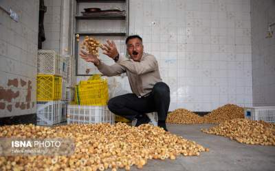 تصاویر بزرگترین انجیرستان دیم جهان  <img src="https://cdn2.jahannews.com/images/picture_icon.png" width="11" height="10" border="0" align="top">