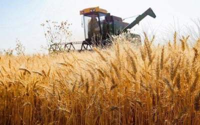 آغاز کشت گندم در استان‌های شمال غرب از ۲۰ شهریور